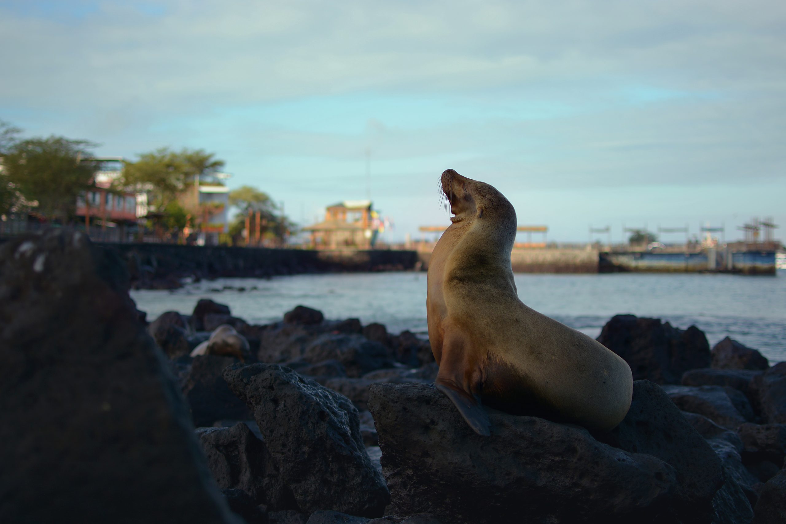 Galapagos Sea Lion - Link Experiences